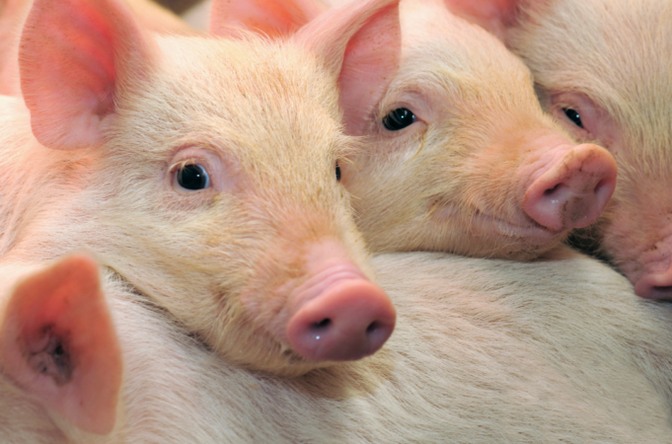 Сколько выгоды принесет разведение свиней, если заниматься им на участке в 16 соток: реальная история с цифрами