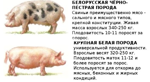 Сколько выгоды принесет разведение свиней, если заниматься им на участке в 16 соток: реальная история с цифрами