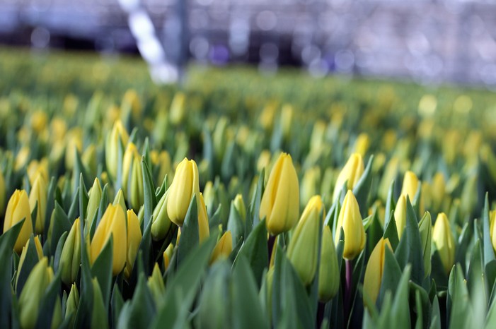 Тюльпаны к 8 марта: посадка, охлаждение, освещение