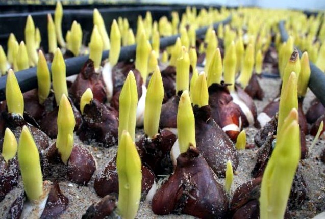 Тюльпаны на выгонку: подготовка луковиц