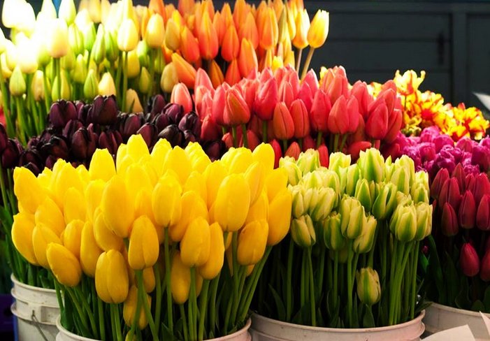Тюльпаны к 8 марта: посадка, охлаждение, освещение