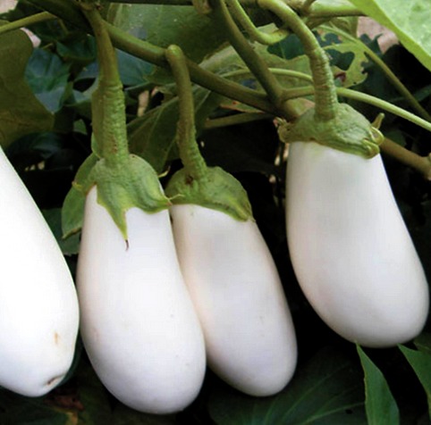 Белые баклажаны - сорта, которые важно знать. Выбор садоводов и фермеров