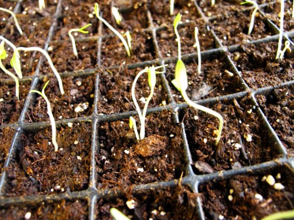Посадка перца на рассаду: маленькие хитрости большого урожая