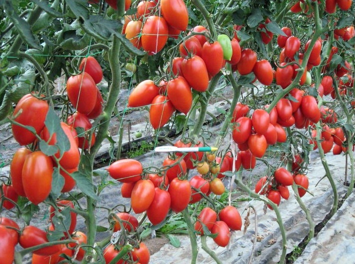 Там, где живет сливка Колибри, другие не залетают: о французском гибриде, который лучше сортовых томатов