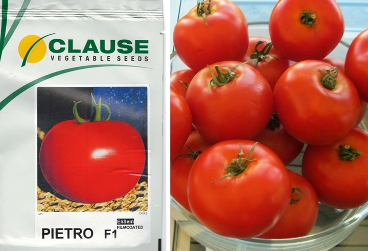 Новые сорта томатов, которые стоит посадить в 2019 году
