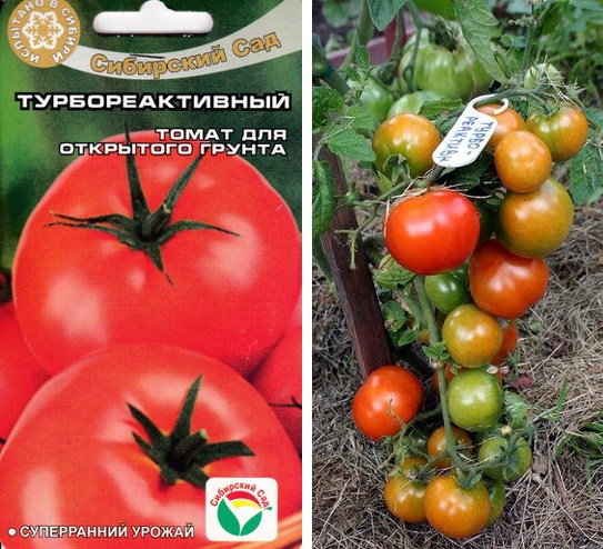 Новые сорта томатов, которые стоит посадить в 2019 году