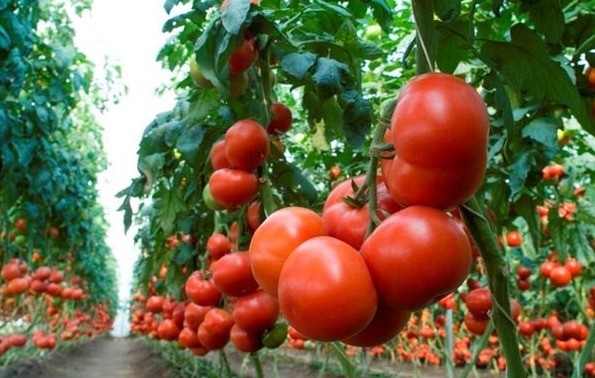Подкормка помидор дрожжами для огромного урожая