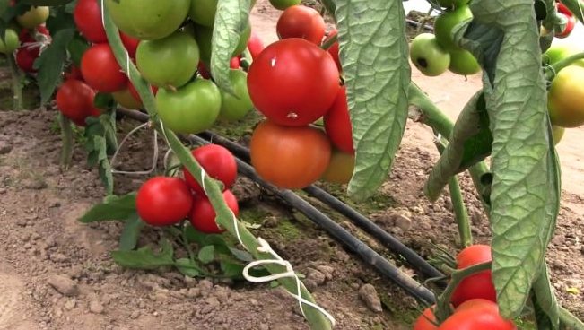 Томат Махитос: разрушающий стереотипы о голландских помидорах