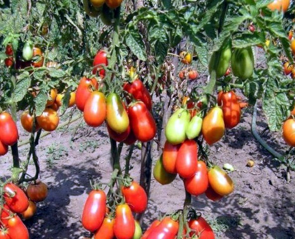 Как ускорить созревание томатов: методы и неожиданные ошибки