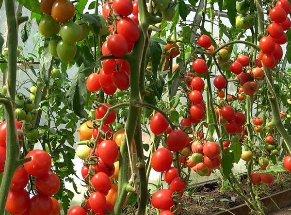 Розовые томаты, сорта для фермера и дачника