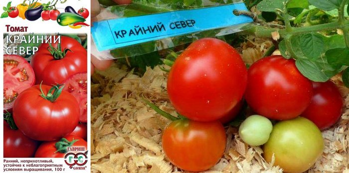 Низкорослые томаты для открытого грунта без пасынкования: любимцы томатоводов