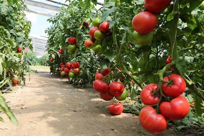 Лучшие сорта крупноплодных томатов: обзор перспективных