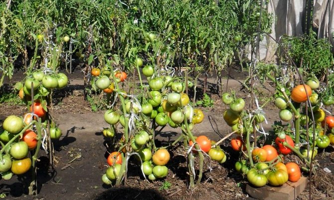 Как ускорить созревание томатов: методы и неожиданные ошибки