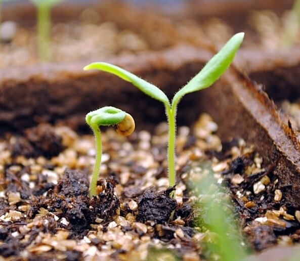 Без "шапочки": как снять семенную оболочку с ростков и освободить семядоли