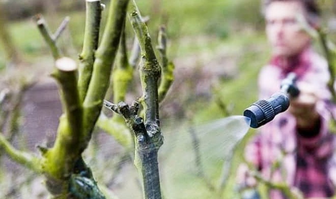Почему обработка деревьев мочевиной весной важна и когда она не нужна