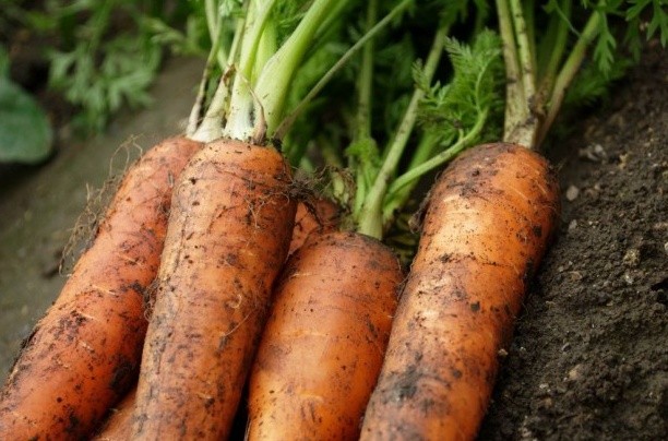 Когда сажать морковь весной: сроки, правила и 3 секрета