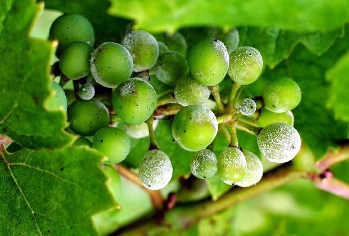Милдью винограда: найти и обезвредить. Определение, лечение, препараты, сроки