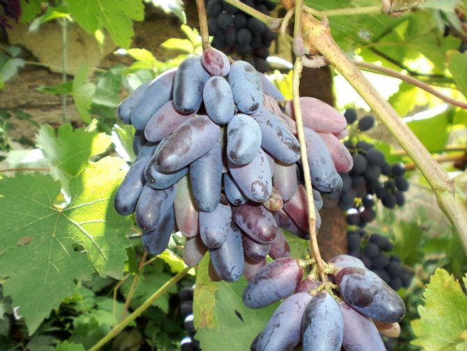 Милдью винограда: найти и обезвредить. Определение, лечение, препараты, сроки