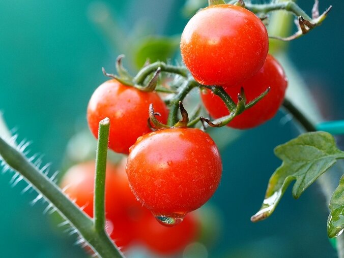 Когда обрывать листья у помидоров: зачем, сколько и где. Про теплицы, открытый грунт и тип строения