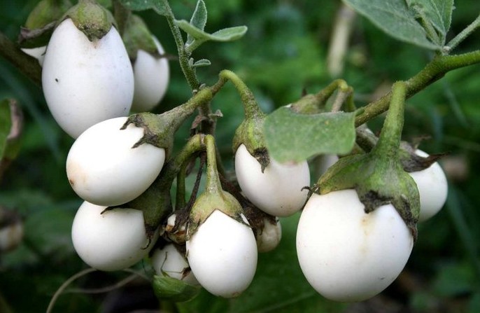 Белые баклажаны - сорта, которые важно знать. Выбор садоводов и фермеров