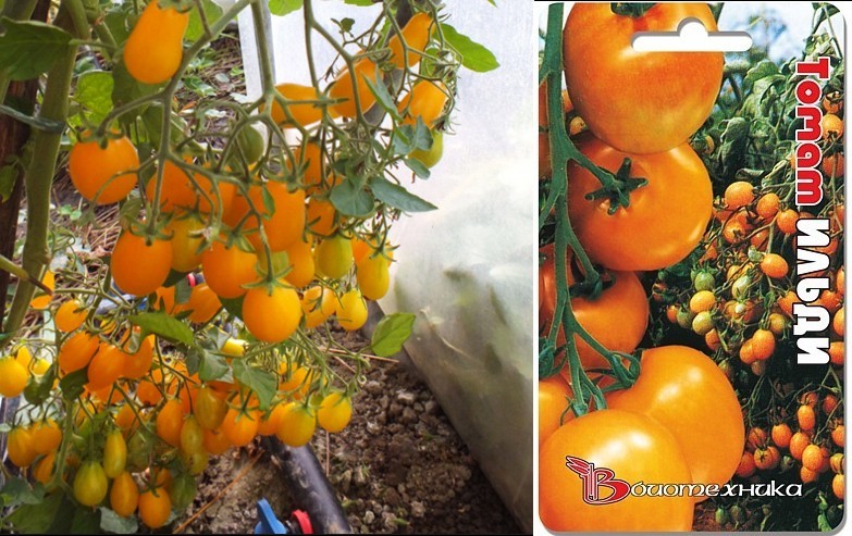 Сорта томатов черри: лучши из лучших на 2019-2020 гг