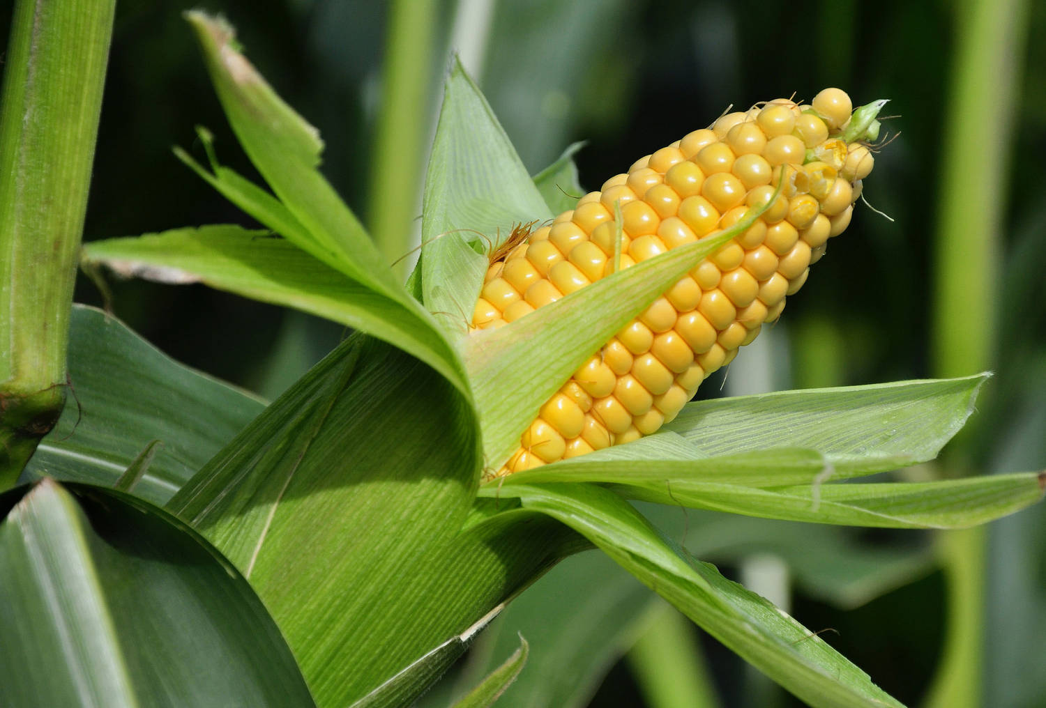 Болезни початка кукурузы: как спасти урожай от вредителей и сорняков?