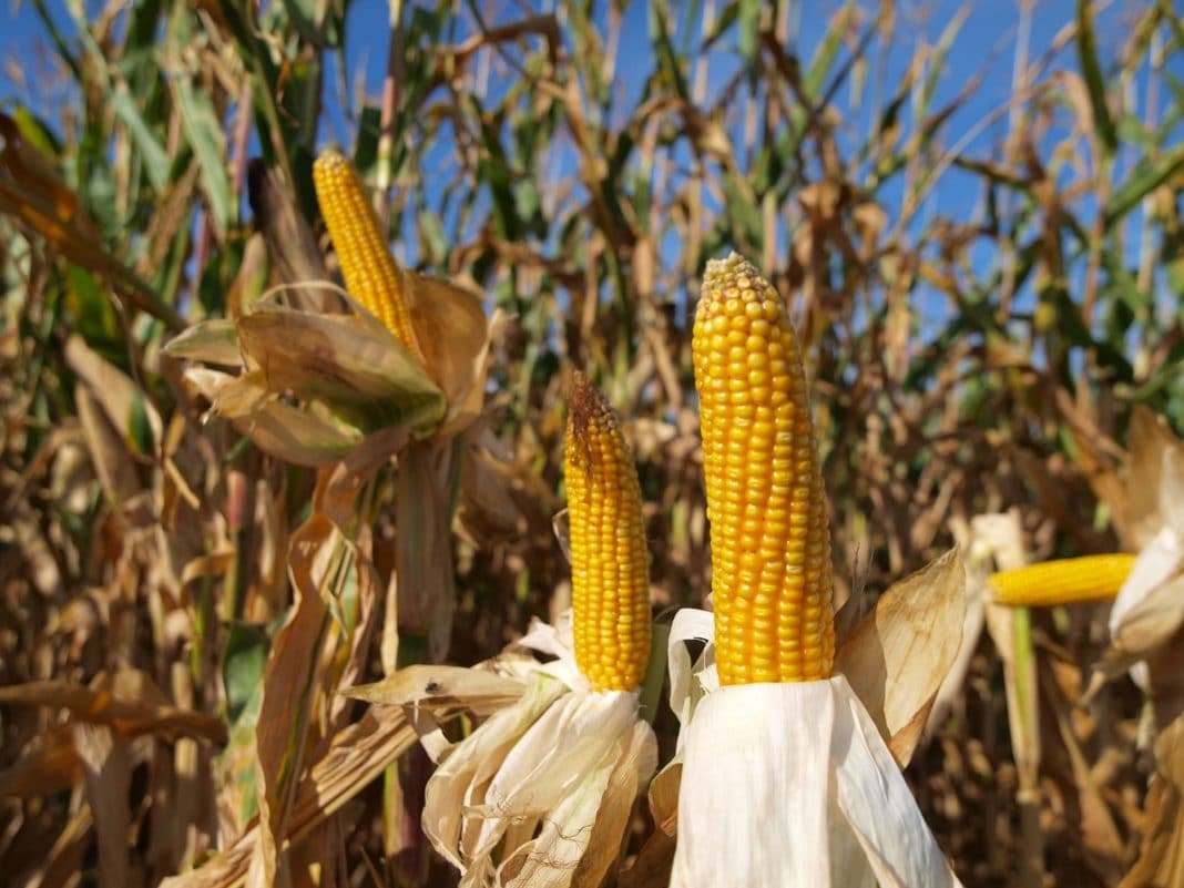 Болезни початка кукурузы: как спасти урожай от вредителей и сорняков?