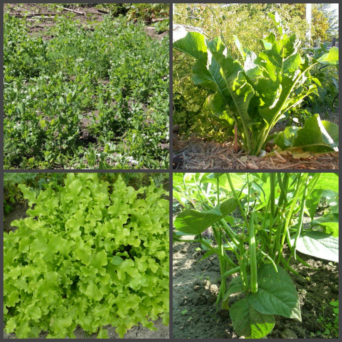 Быстрорастущие травы и овощи для посева весной