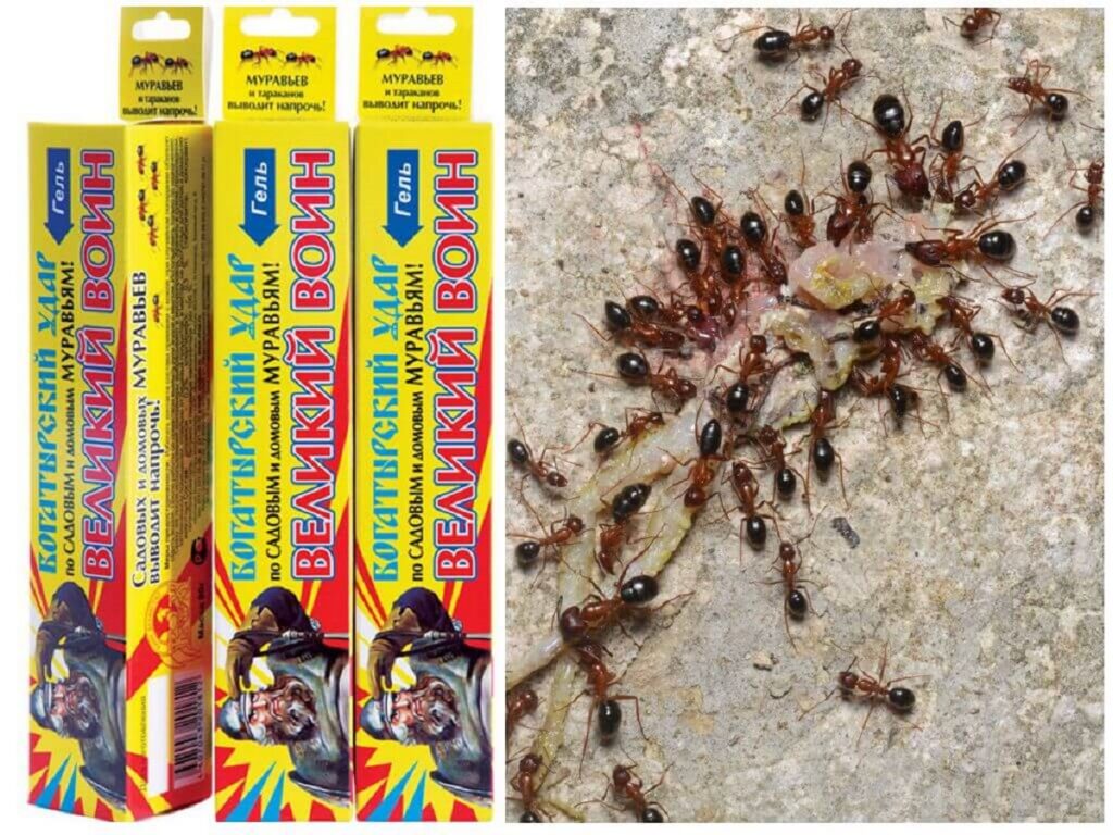«Великий воин»: как применять, чтобы избавиться от муравьев