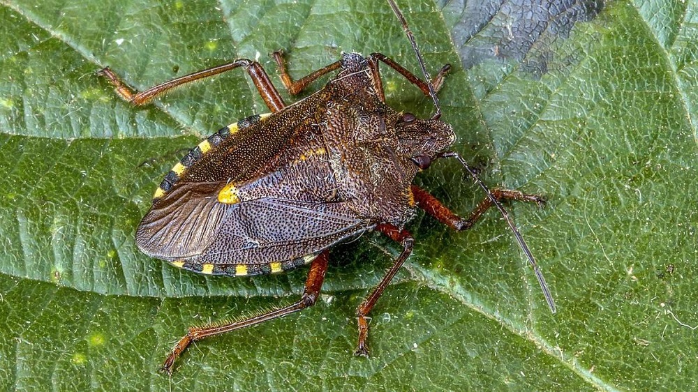 Вредители атакуют: насекомые и личинки – врага надо знать в лицо