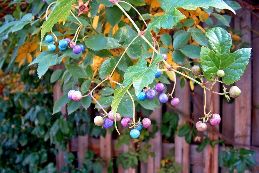 Выращивание ампелопсиса – удивительной лианы с разноцветными ягодами