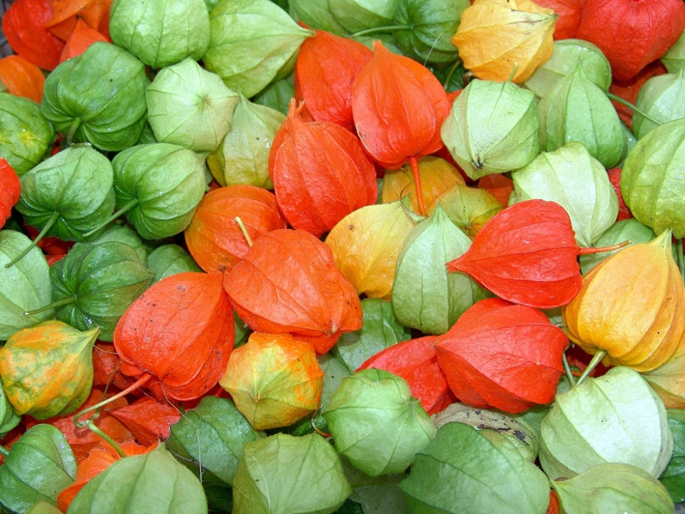 Выращивание физалиса – цветов в виде оранжевых фонариков