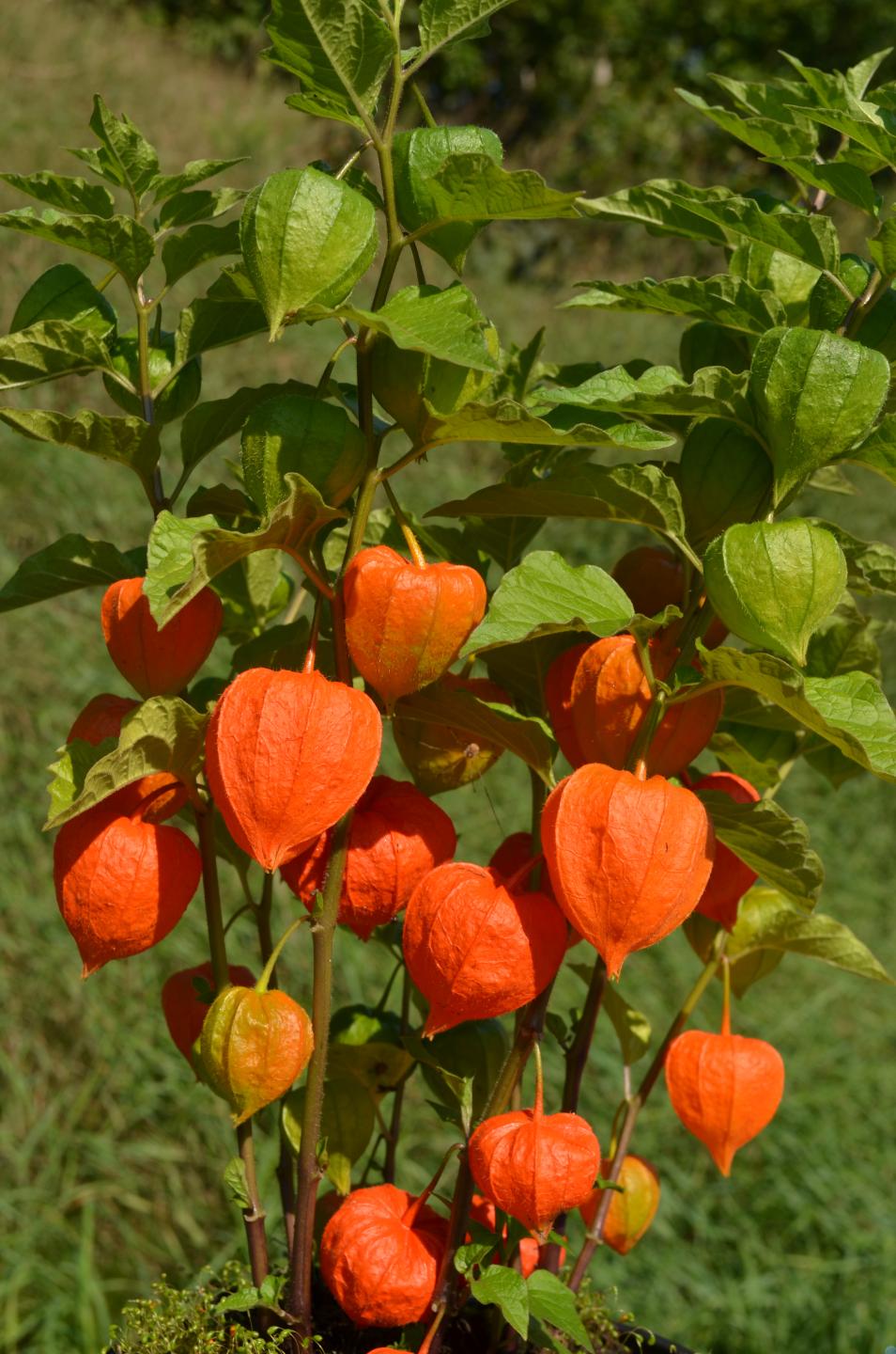 Выращивание физалиса – цветов в виде оранжевых фонариков
