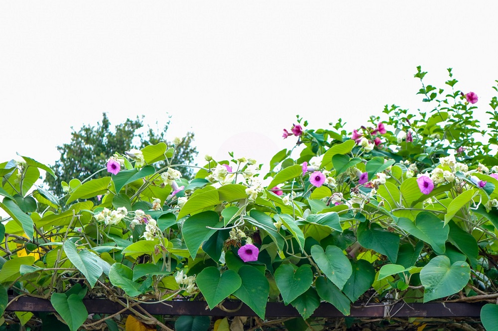 Гавайская роза и другие растения, которые нельзя выращивать на участке