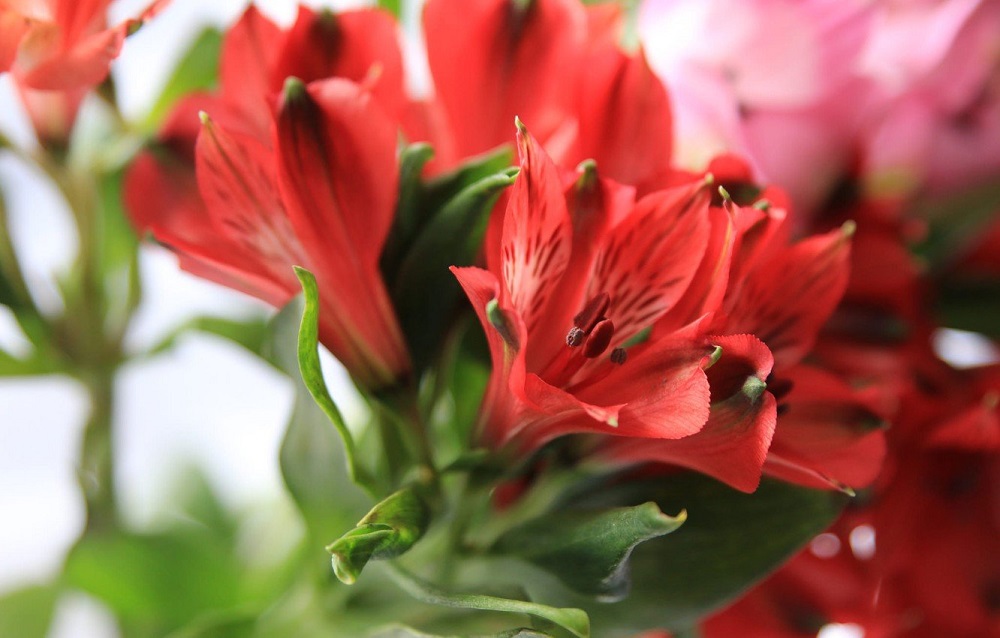 Гипоаллергенные цветы, как альтернатива для страдающих поллинозом