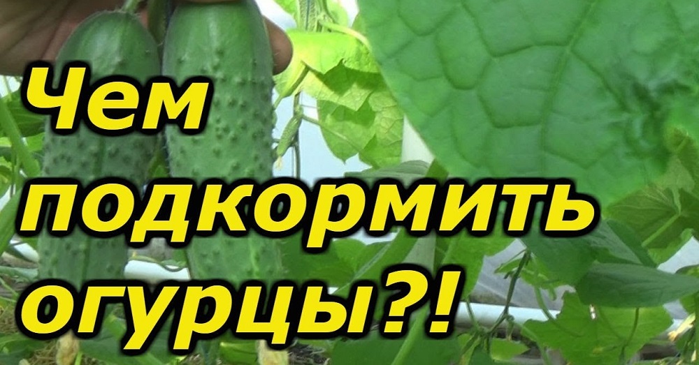 Грамотная подкормка огурцов в открытом грунте