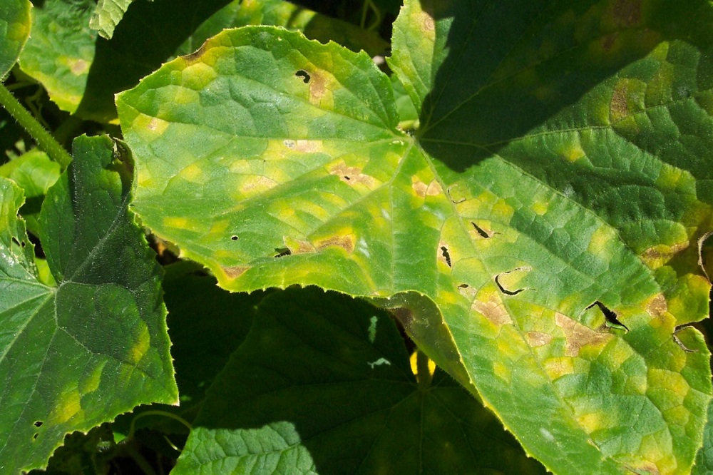Желтые пятна на листьях огурцов – что это такое, и почему появляются?