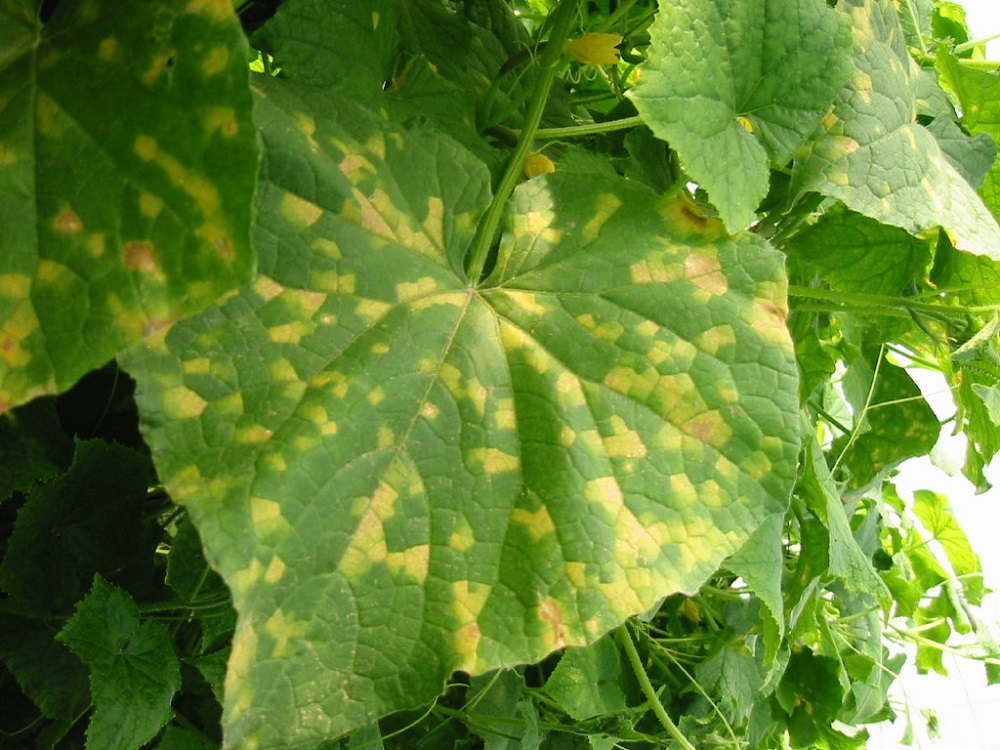 Желтые пятна на листьях огурцов – что это такое, и почему появляются?