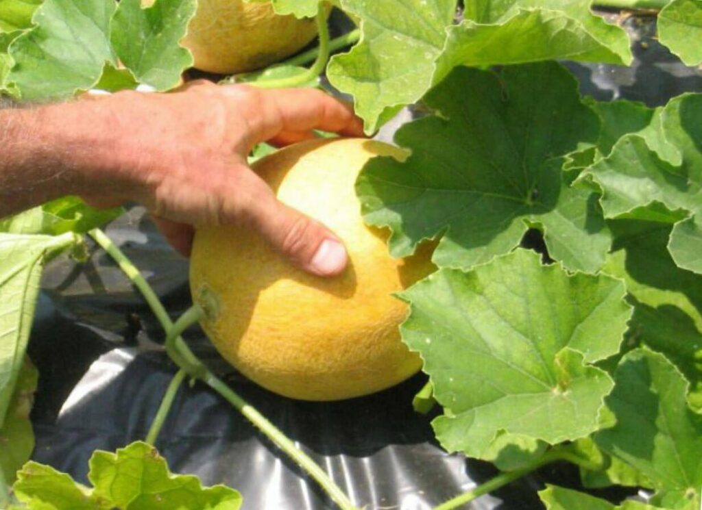 Как вырастить арбузы и дыни в теплице: основные рекомендации