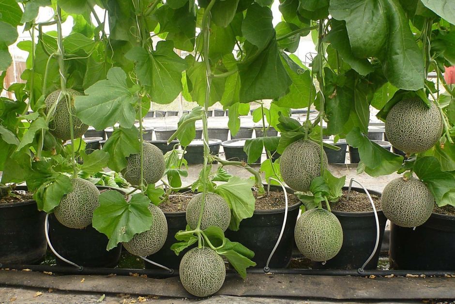 Как вырастить арбузы и дыни в теплице: основные рекомендации