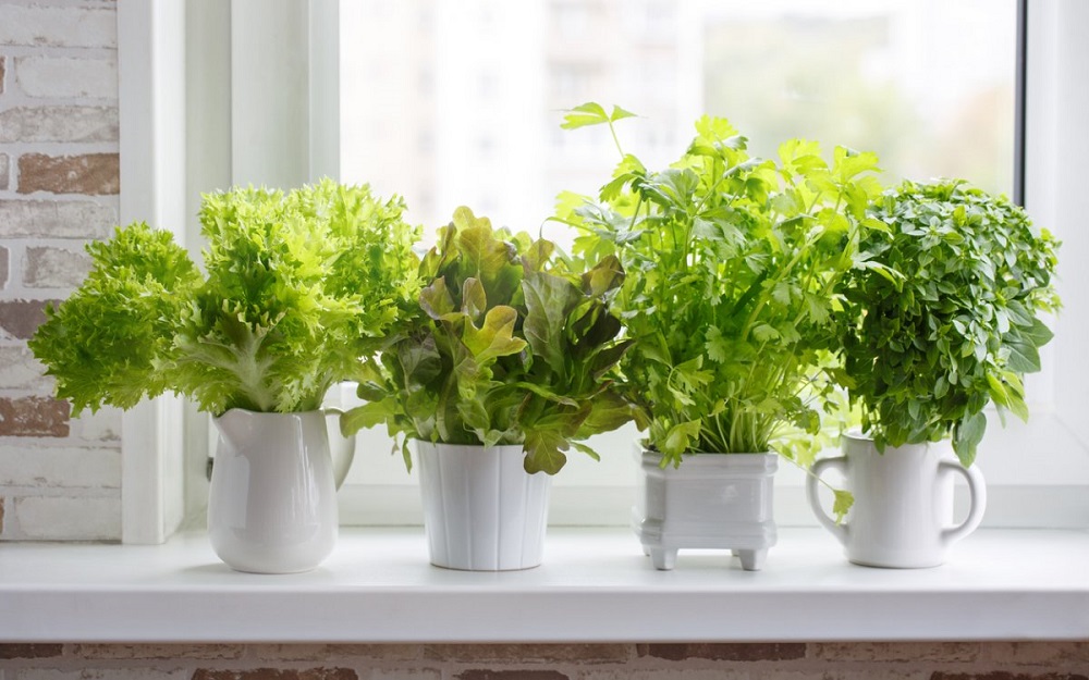 Как вырастить зелень в домашних условиях