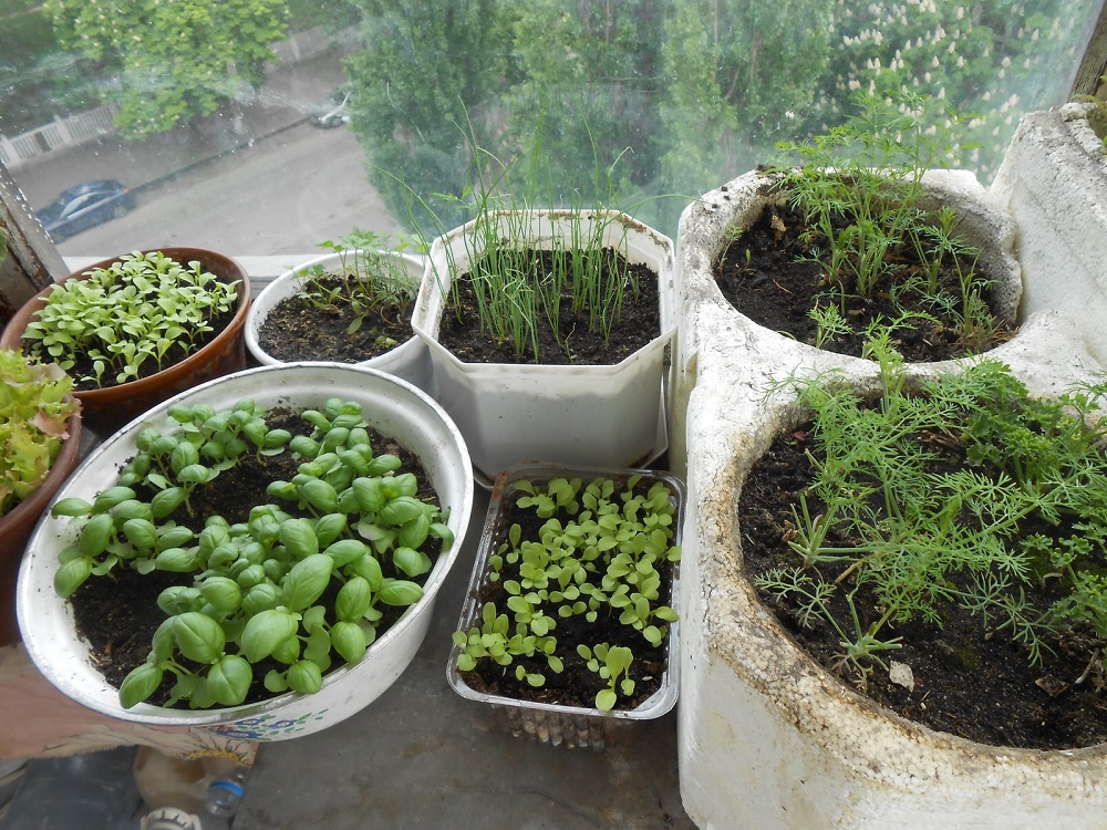 Как вырастить зелень в домашних условиях