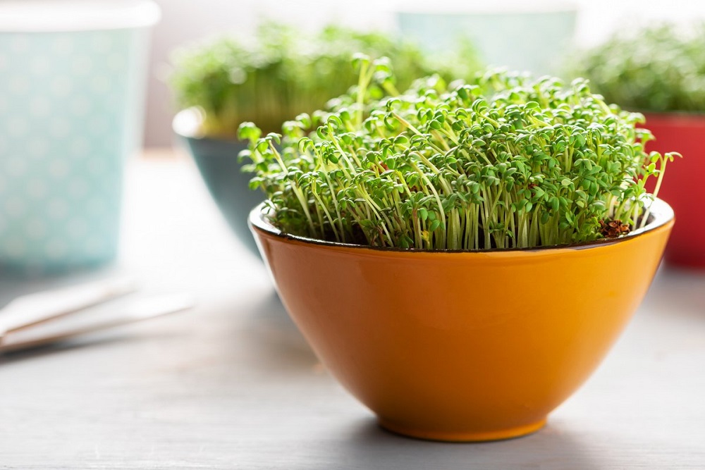 Как вырастить микрозелень дома