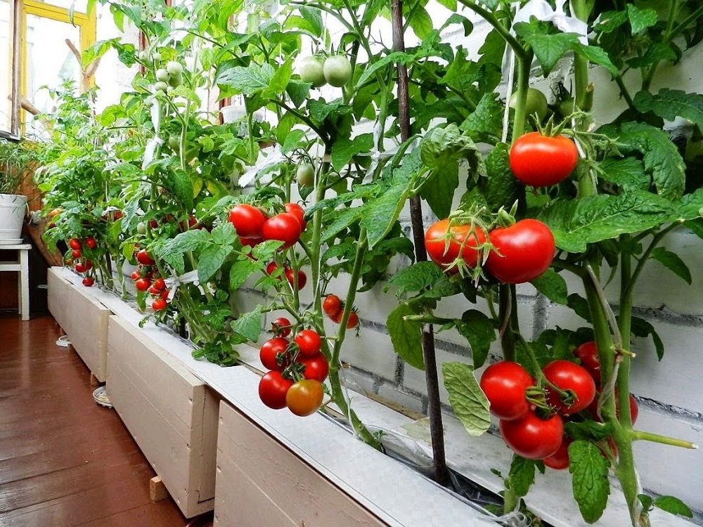 Как вырастить помидоры дома зимой – делаем грядки на окне