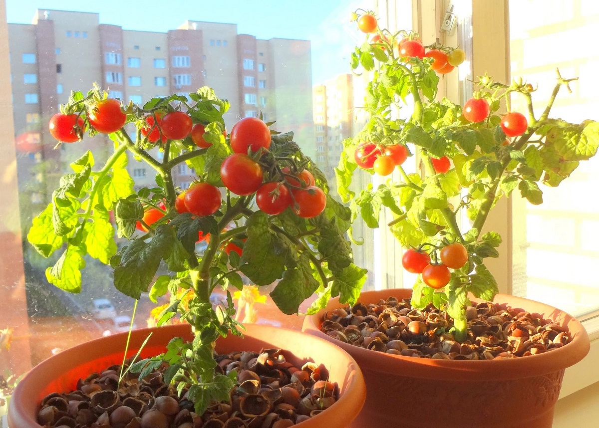 Как вырастить помидоры дома зимой – делаем грядки на окне