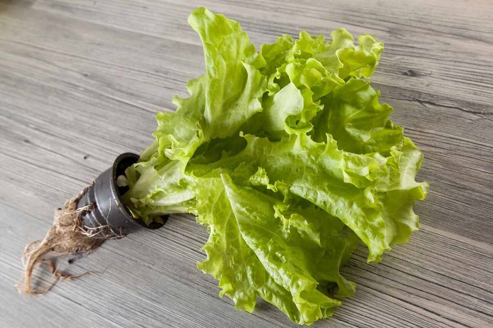 Как вырастить салат в горшочке в домашних условиях