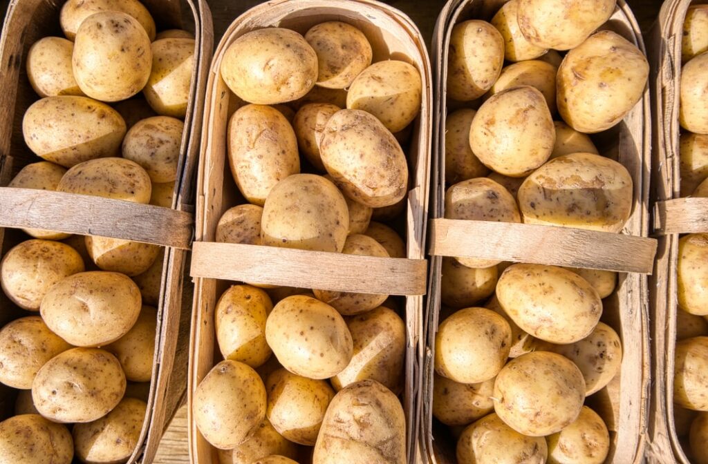 Как закопать картошку на зиму в землю для хранения?