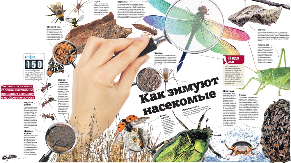 Как зимуют насекомые: интересные факты