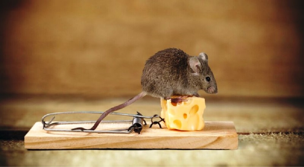 Как избавиться от крыс и мышей в доме – эффективные средства