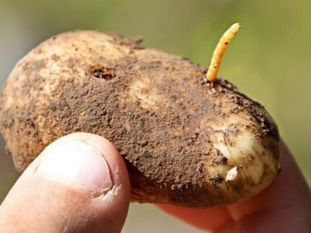 Как избавиться от червей в картошке